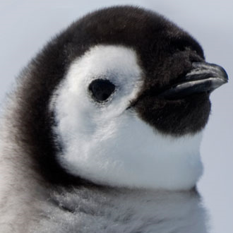 pingviini's avatar