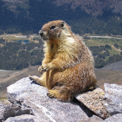marmota's avatar