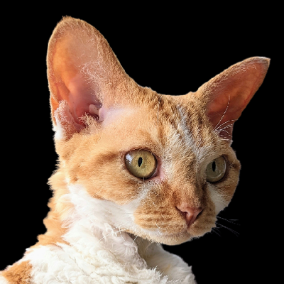 Rexpanse's avatar