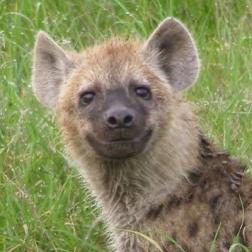 hyaenedelrey's avatar
