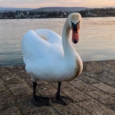 niesel's avatar