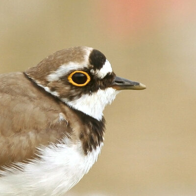 bavarianbirds's avatar