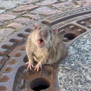 fatrat's avatar