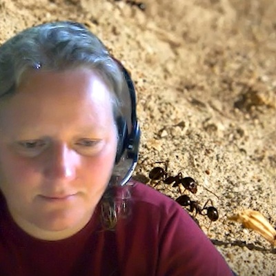 dornhaus's avatar