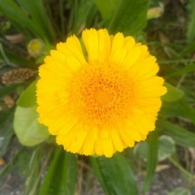 degluup's avatar
