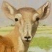 sfox's avatar