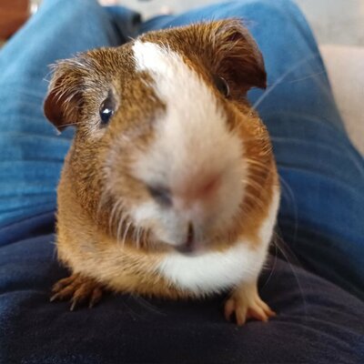 nibble4bits's avatar