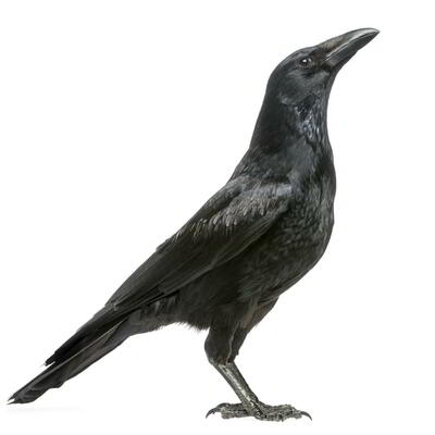 dmkrow's avatar