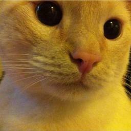 shalmoli's avatar