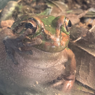 Frogsquisher's avatar