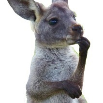 kangaeroo's avatar