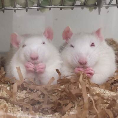 neurallee's avatar
