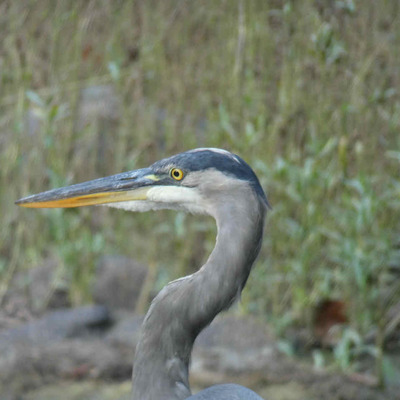 greatblueheron's avatar