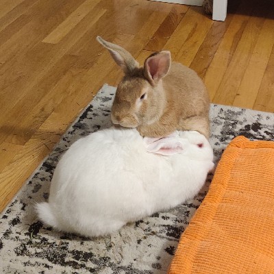 NuggetAndMelon's avatar