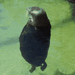 Kegelrobbe's avatar