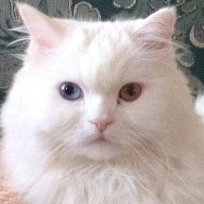 totallymoon's avatar