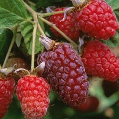 lberrymage's avatar