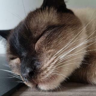 athosmoreno's avatar