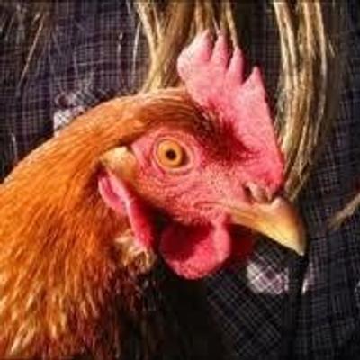chick3nman's avatar