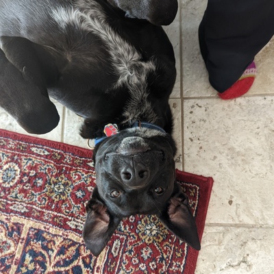 DailyDoggo's avatar