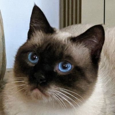CatMusetto's avatar