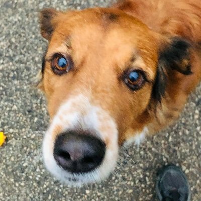 felltraegerin's avatar