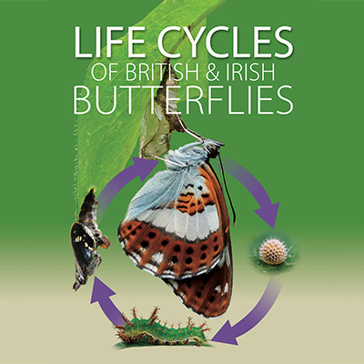 ukbutterflies's avatar
