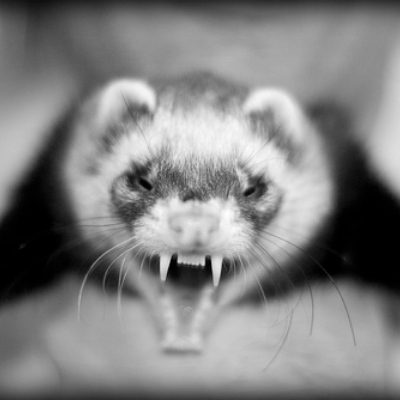 Ferretofdoom's avatar