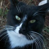 cat_examiner's avatar