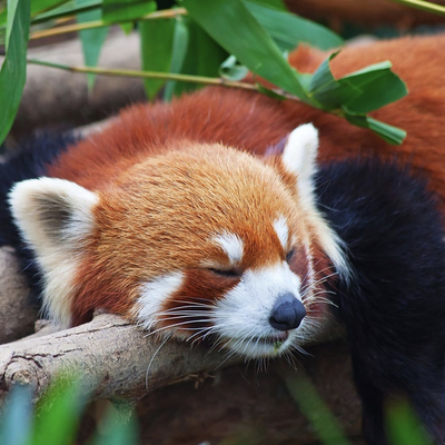 RadPanda's avatar
