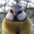 antje's avatar
