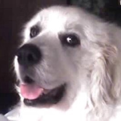 annesettanni's avatar