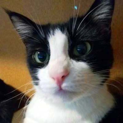 demoncat's avatar