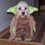 Dingus's avatar