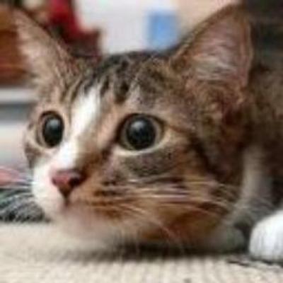 the_liberator's avatar