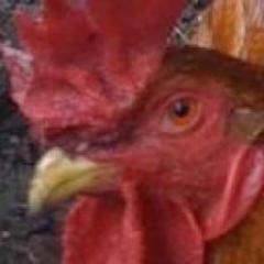 socrates1024's avatar