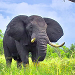 JackElephant's avatar