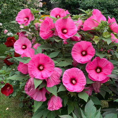 GardenStacey's avatar