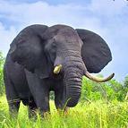 JackElephant's avatar