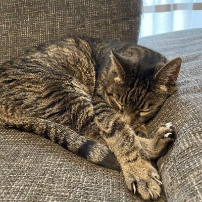 kitov's avatar