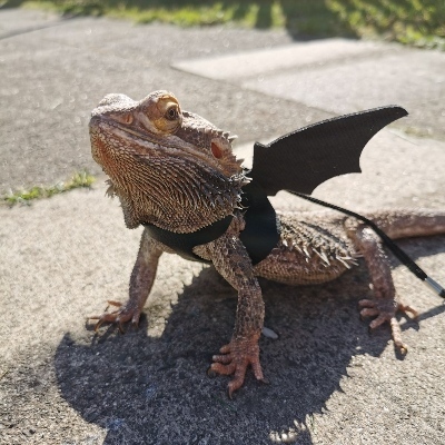 drachenfunke303's avatar