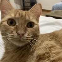 Siarita's avatar