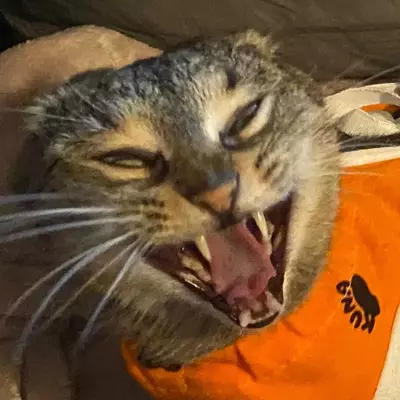 Ciechom's avatar