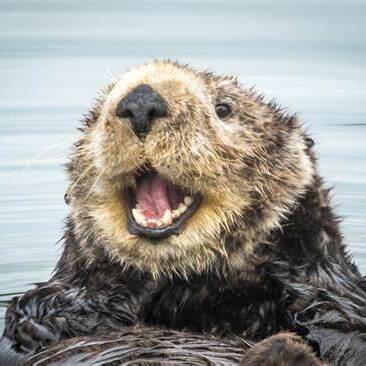 txotter's avatar