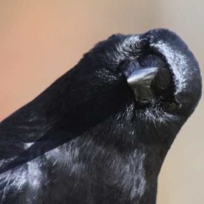 feichtimo's avatar