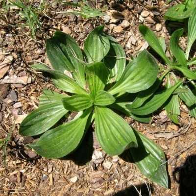 plantago's avatar