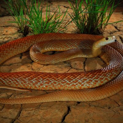 CoastalTaipan147's avatar