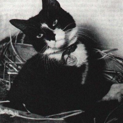 SagiSevanit's avatar