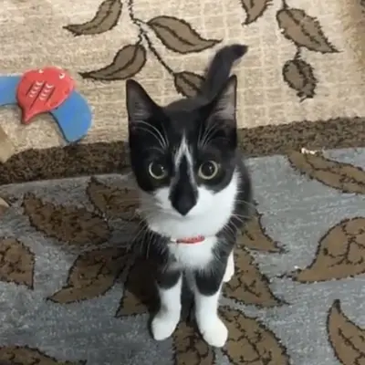 fluffye's avatar