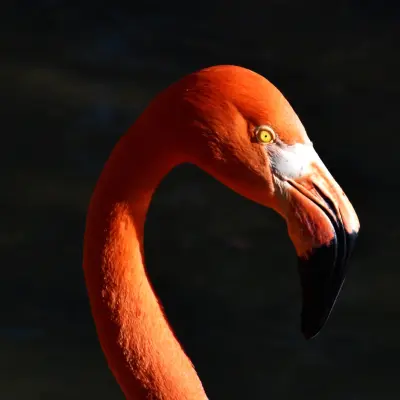 flamingarno's avatar